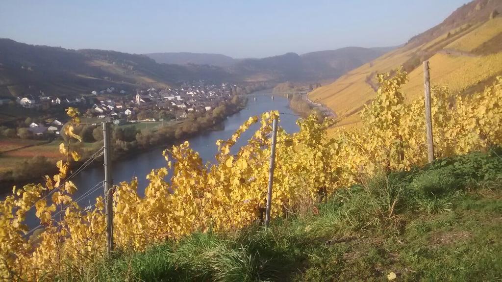 Weingut Matthias Dauns Apartman Reil Kültér fotó