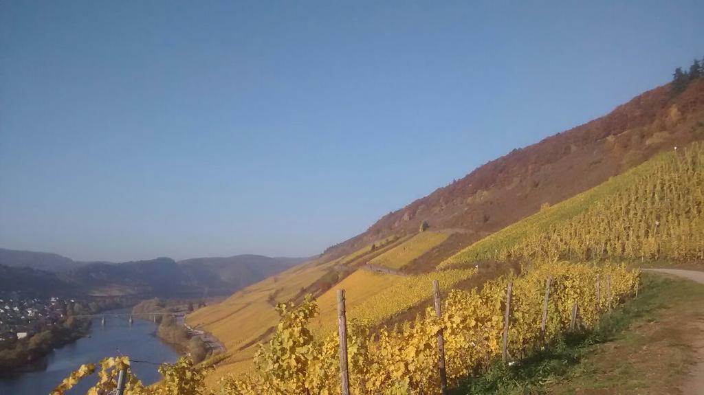 Weingut Matthias Dauns Apartman Reil Kültér fotó