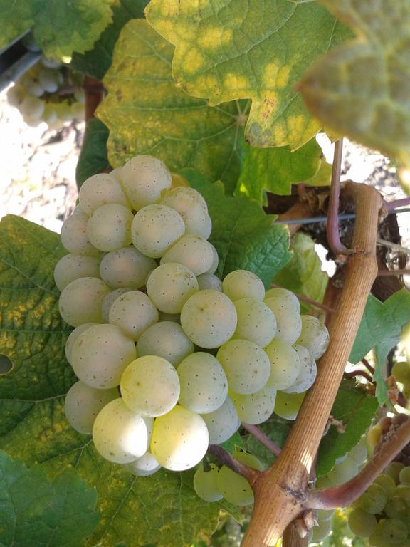 Weingut Matthias Dauns Apartman Reil Kültér fotó